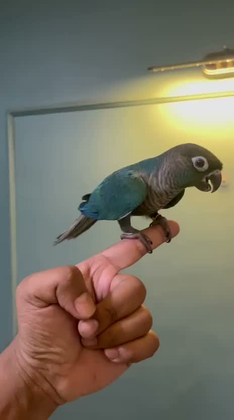 Small Cheek Conure, farm video
