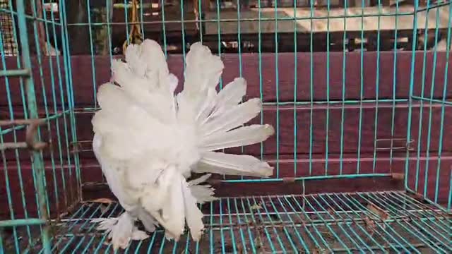 Satin Pigeon, farm video