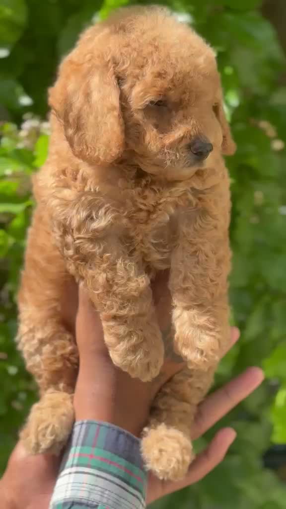 Dachshund Puppy | Brown, farm video