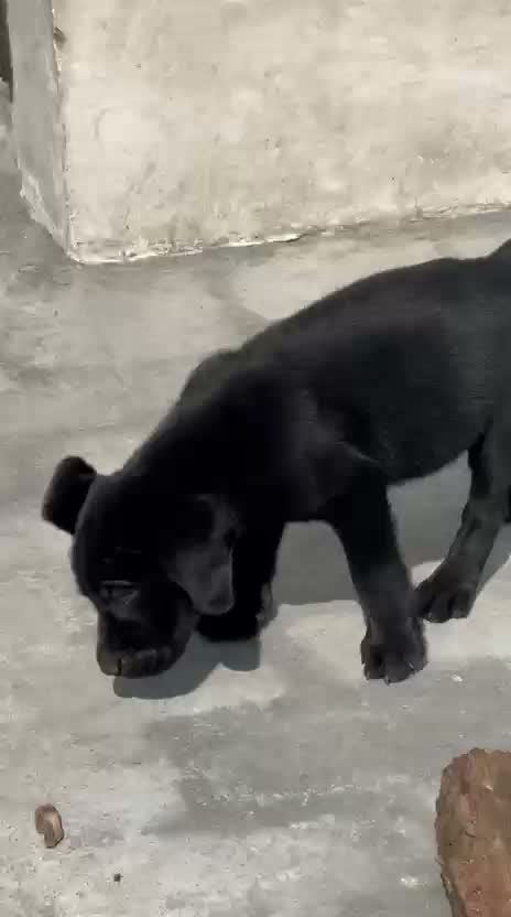 German Shepherd Puppy, farm video
