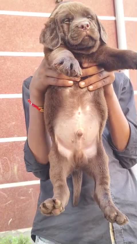 Beagle Black & Tan Puppy, farm video