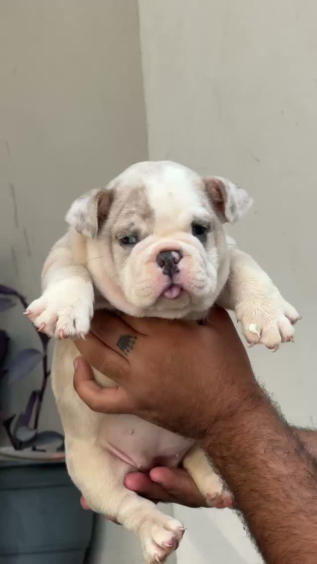 French Bulldog Puppy, farm video