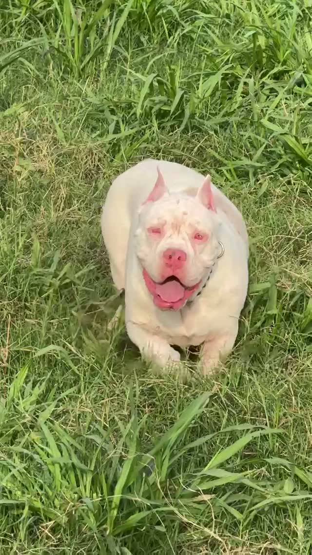 American Bully Pocket Size Puppy, farm video