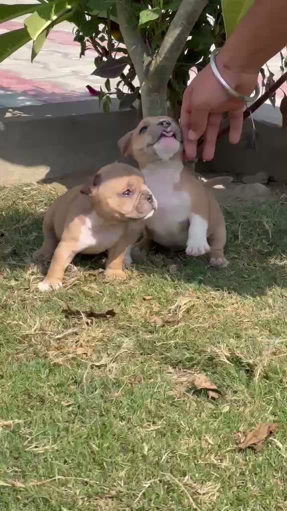 American Bully Pocket Size Puppy, farm video