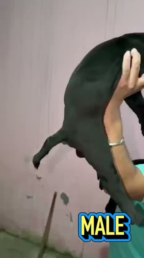 Cane Corso Puppy | Blue, farm video