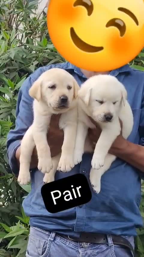 Beagle Black & Tan Puppy, farm video