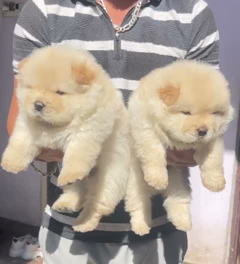 Chow Chow Puppies, farm video