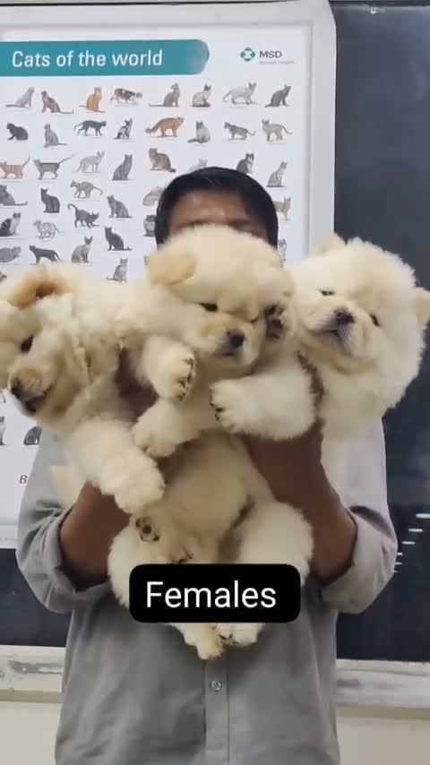 Chow Chow Puppies, farm video