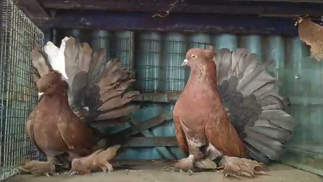 Fantail Pigeon, farm video