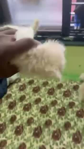 Persian, farm video