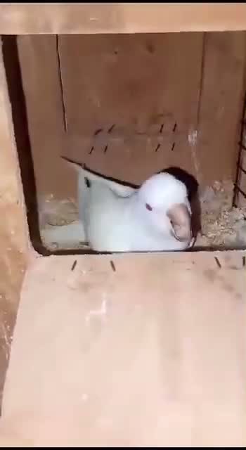 Albino Monk, farm video