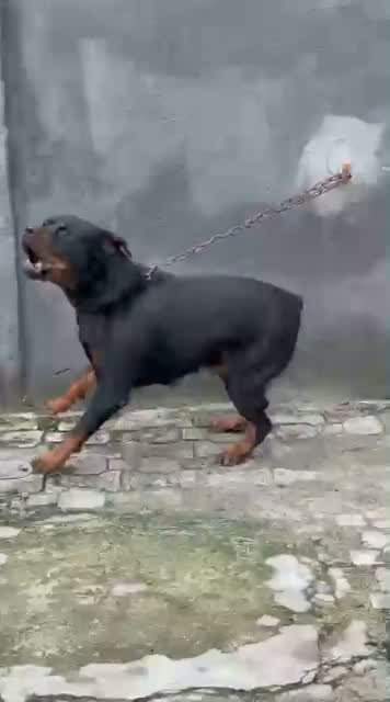 Rottweiler Puppy, farm video