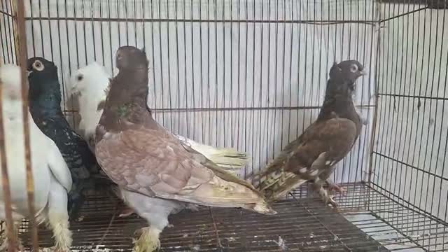 Tumbler Pigeon, farm video