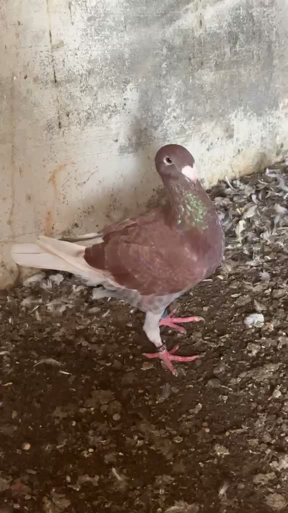 Tumbler Pigeon, farm video