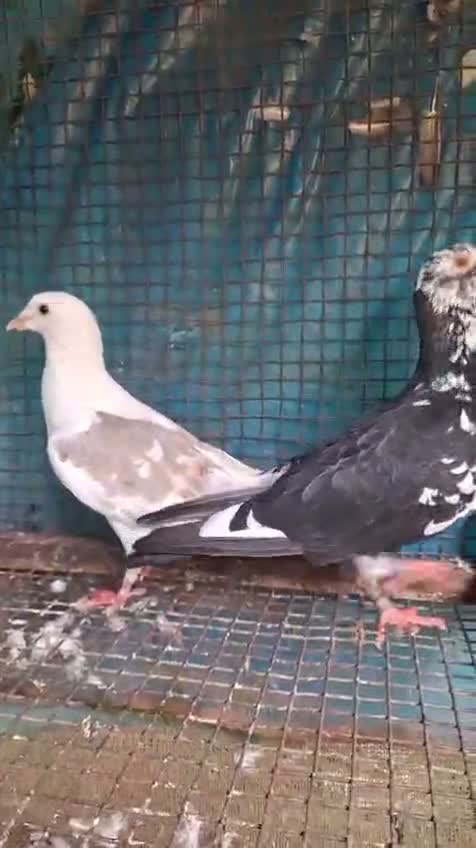 Tumbler Pigeon, farm video