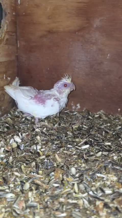 Cockatiel | Pied, farm video