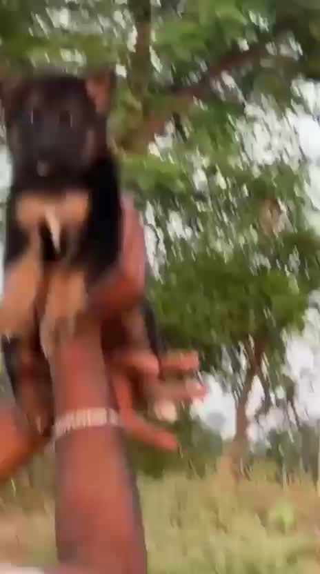 German Shepherd Puppy, farm video