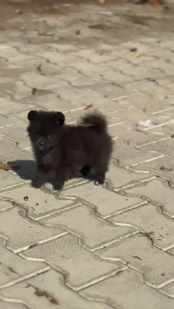 Dachshund Puppy | Brown & Tan, farm video