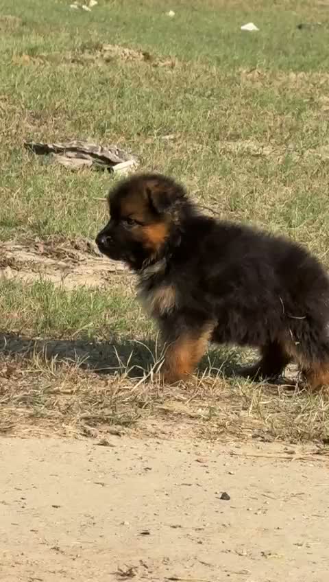 German Shepherd Puppy, farm video
