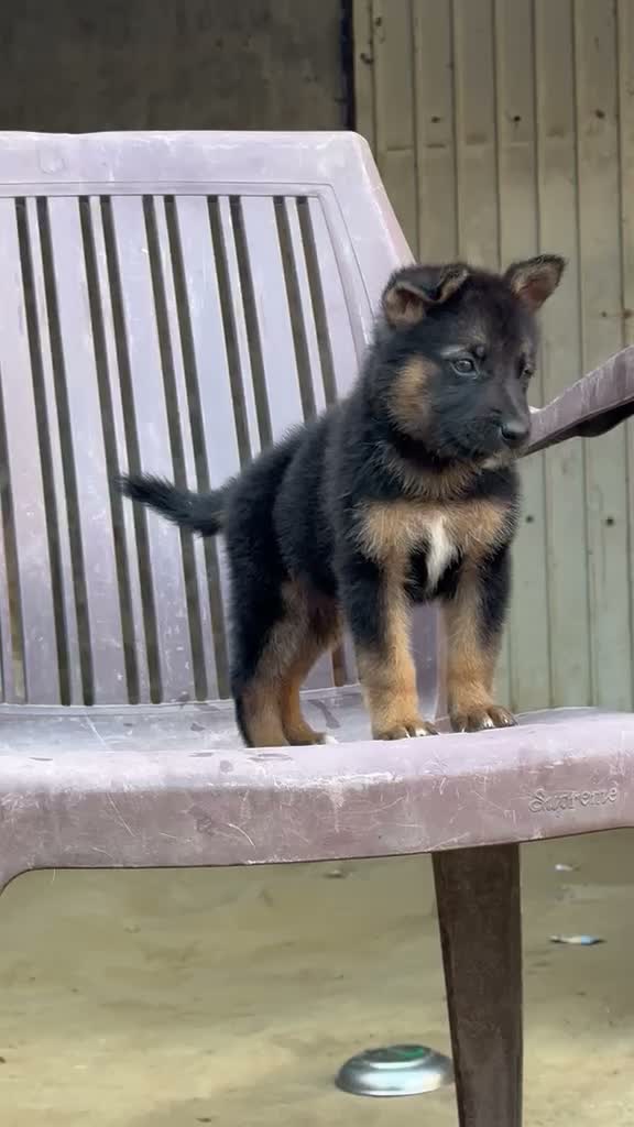 German Shepherd Puppy, farm video