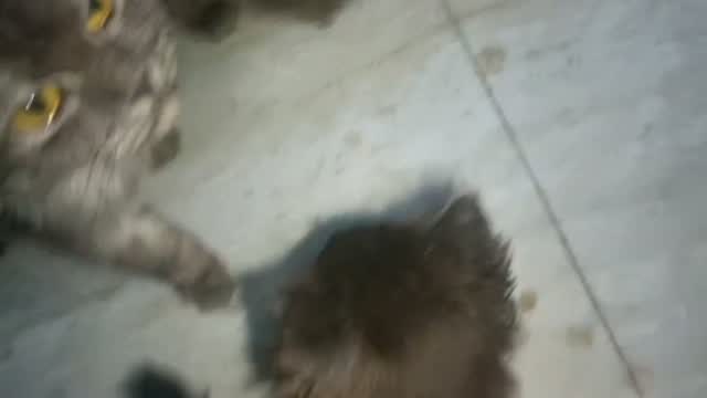 Dachshund Puppy | Brown & Tan, farm video