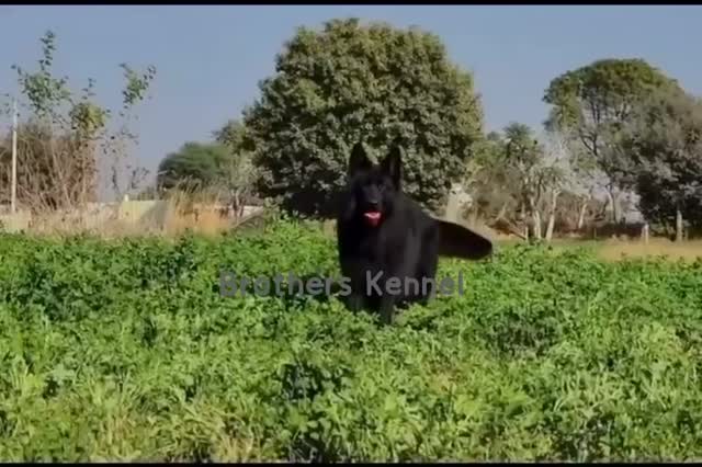Rottweiler Puppy, farm video