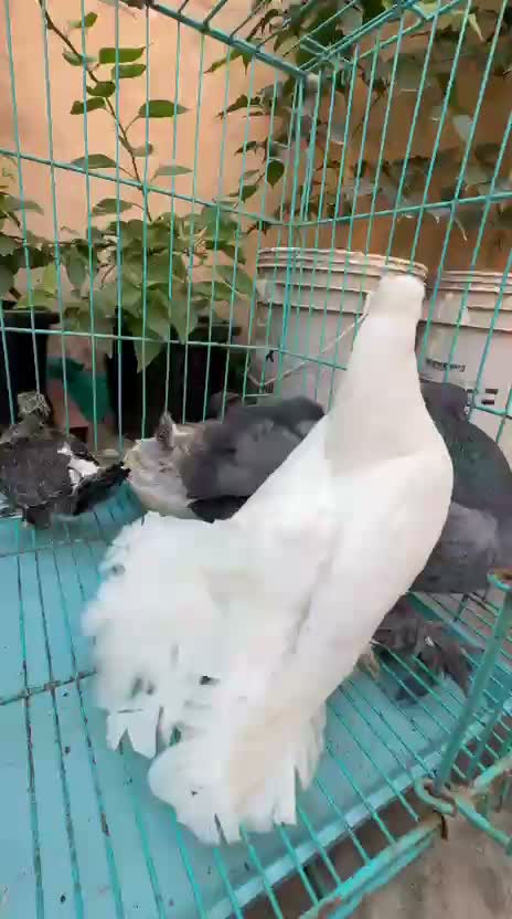 Satin Pigeon, farm video
