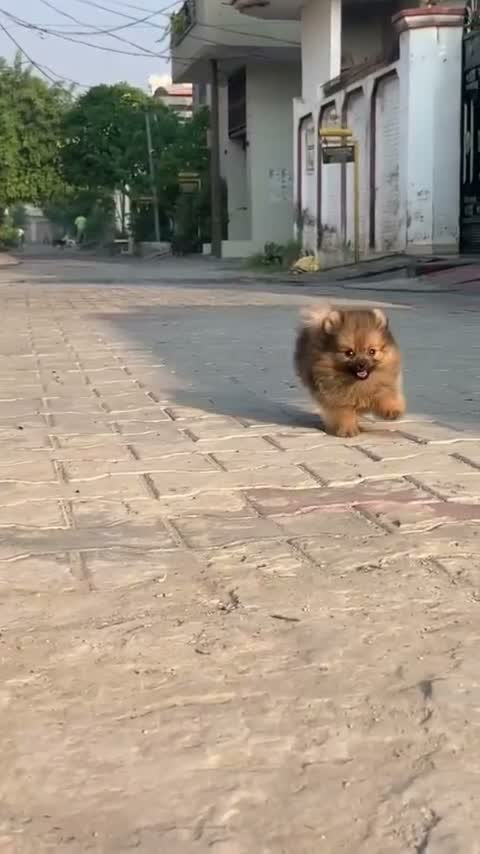 Pomeranian Puppy, farm video