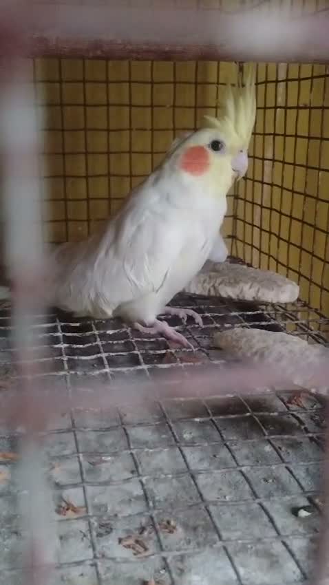 Cockatiel, farm video