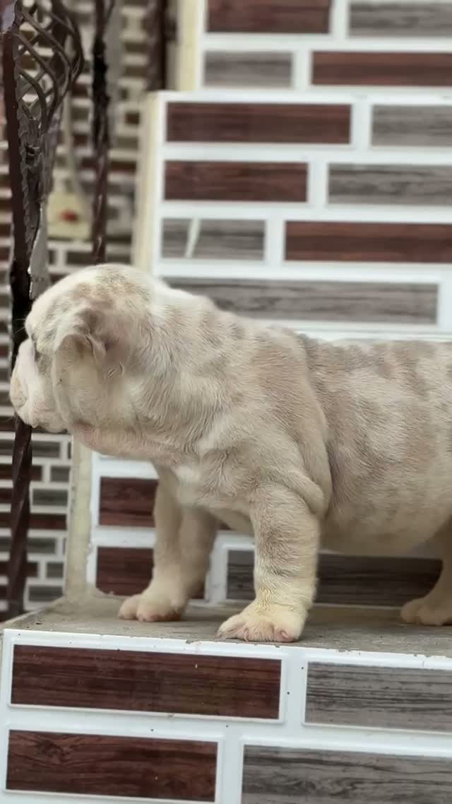 Bull Terrier Puppy, farm video