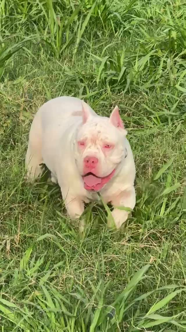 Bull Terrier Puppy, farm video