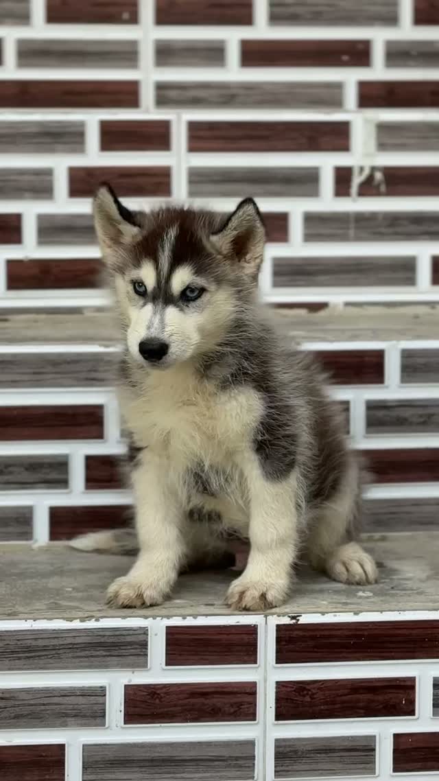 Siberian Husky Puppy | Black & White Color, farm video