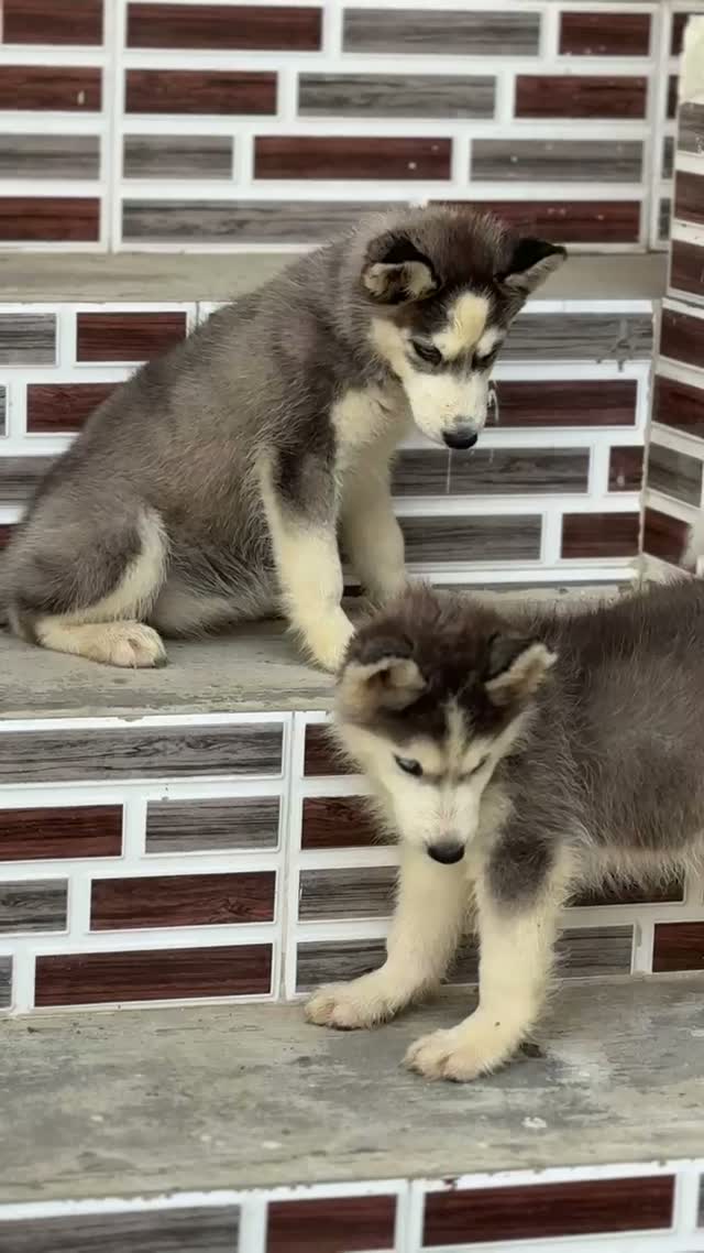 Siberian Husky Puppy | Black & White Color, farm video