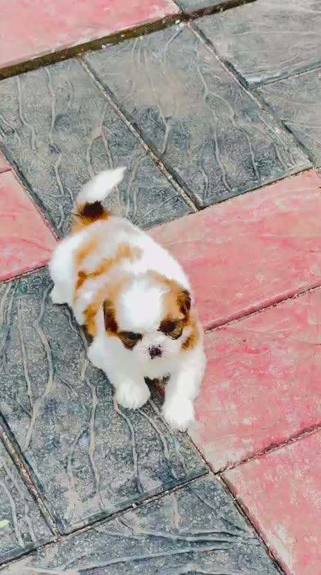 Dachshund Puppy | Brown & Tan, farm video