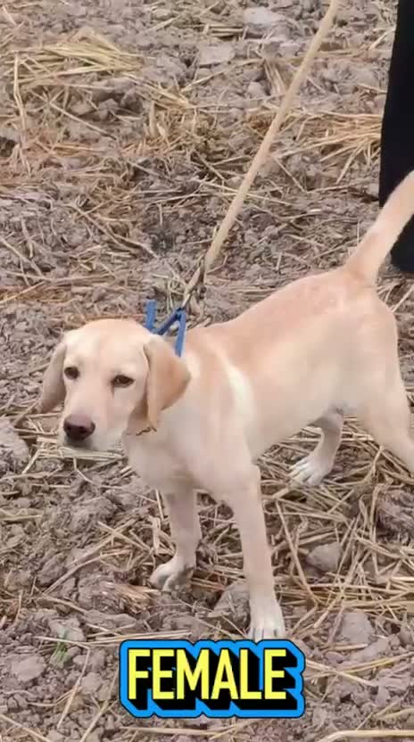 Dachshund Puppy | Brown, farm video