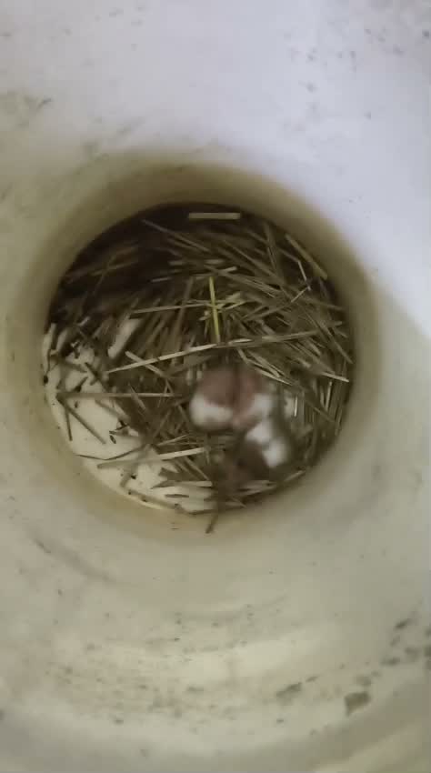 Dwarf Hamster Babies | Adults, farm video