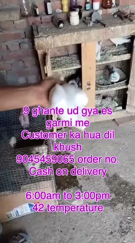 Homer Pigeon, farm video