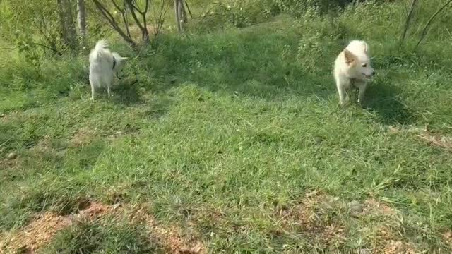 Dachshund Puppy | Brown & Tan, farm video