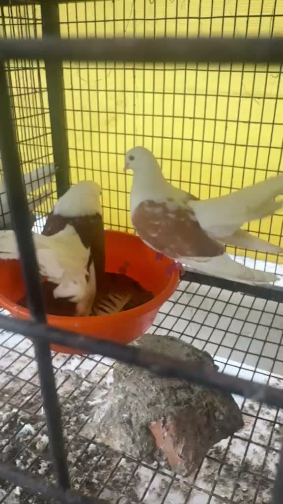Homer Pigeon, farm video