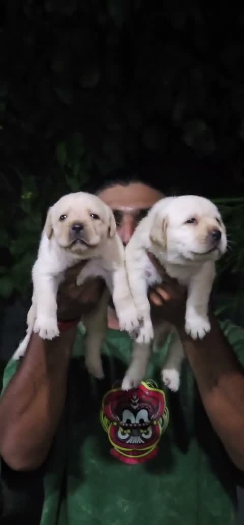 Dachshund Puppy | Brown & Tan, farm video