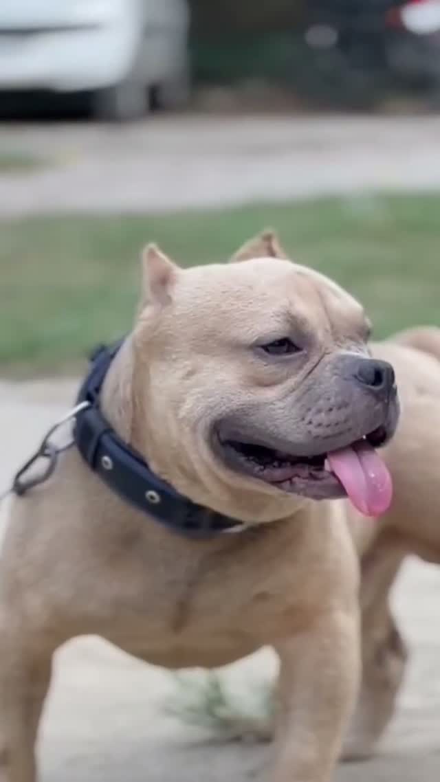 American Bully XL Size Puppy, farm video