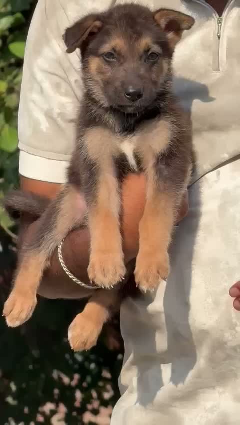 German Shepherd Puppy, farm video