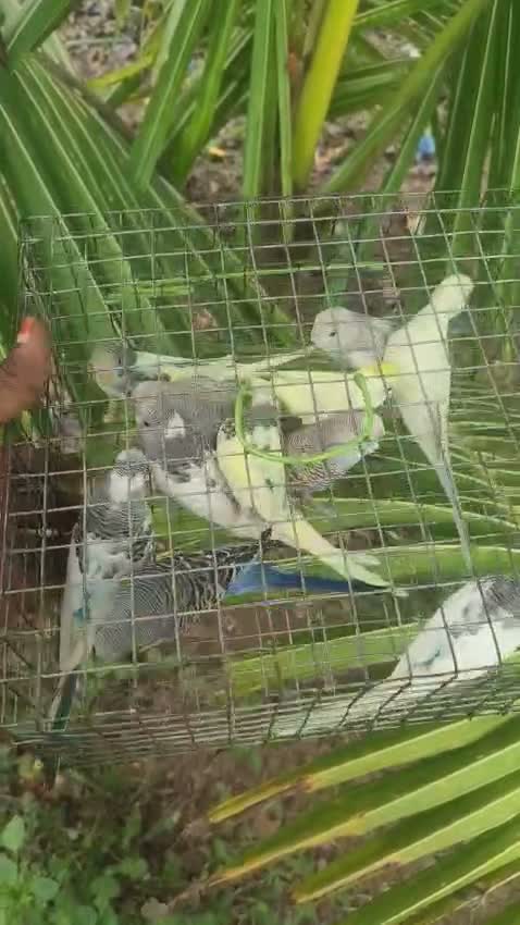 African Love Birds | Violet, farm video