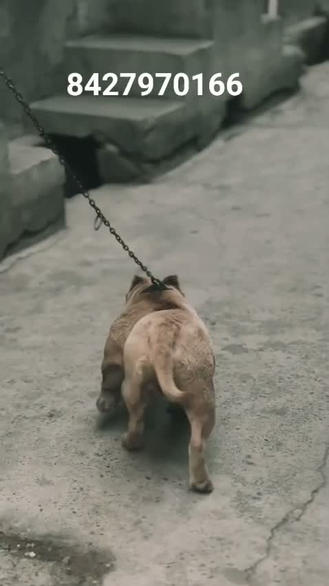 American Bully XXL Size Puppy, farm video
