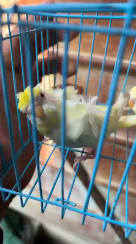 Homer Pigeon, farm video