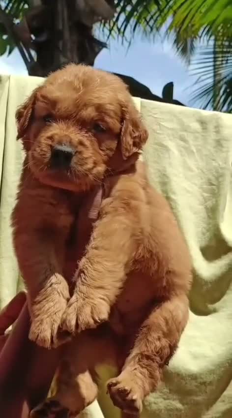 Golden Retriever, farm video