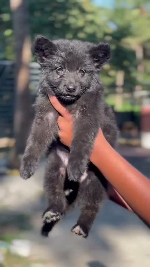 German Shepherd Puppy, farm video