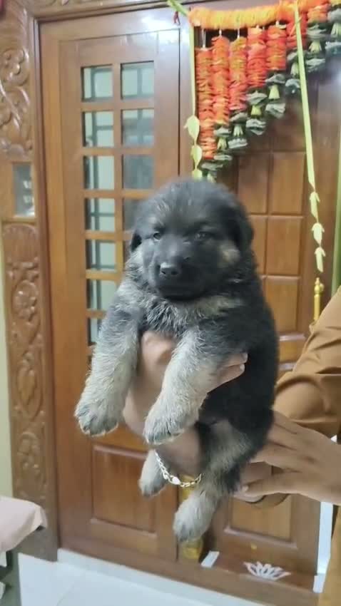 German Shepherd Puppy, farm video
