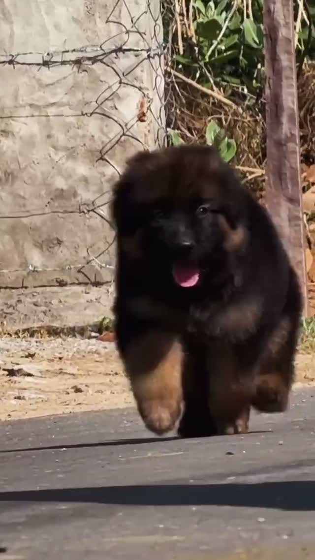 German Shepherd Puppy, farm video