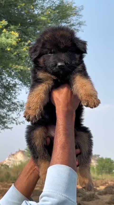 German Shepherd Puppy, farm video